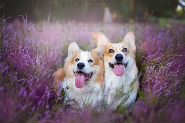 Pembroke Welsh Corgi dog sitting in a blooming heather meadow. Happy dog