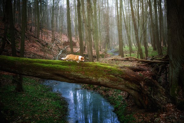 A Welsh Corgi Pembroke dog is walking on a fallen tree above a river. In the forest