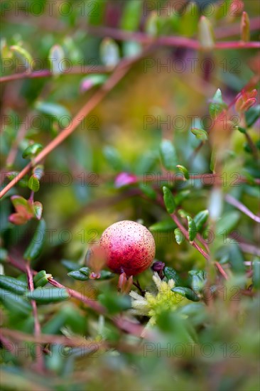 Small cranberry