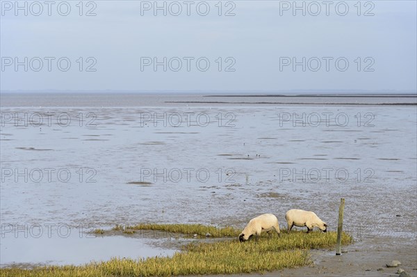 Domestic sheep