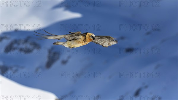 Bearded vulture