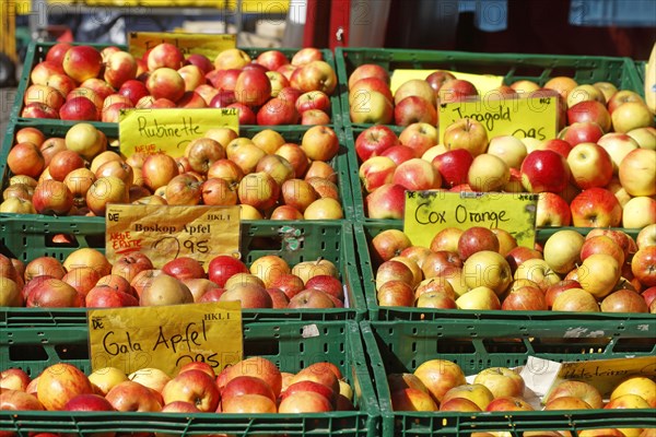 Apples with price tags at a market stall