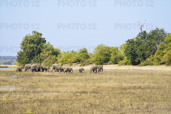 African elephant