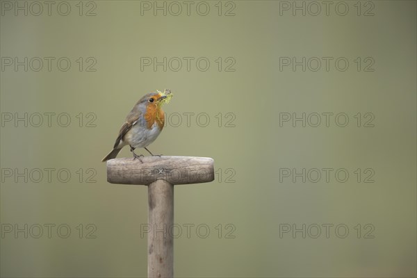 European robin