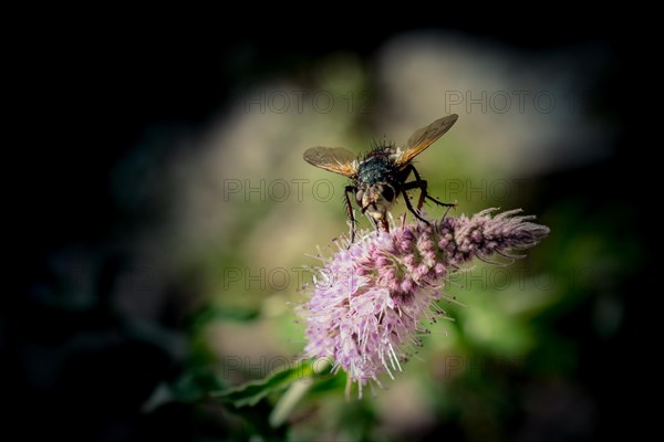 Insect feeding on a flower in nature