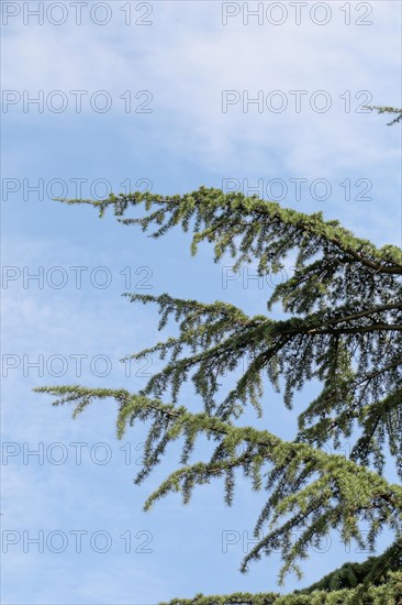 Young plant found on nature background