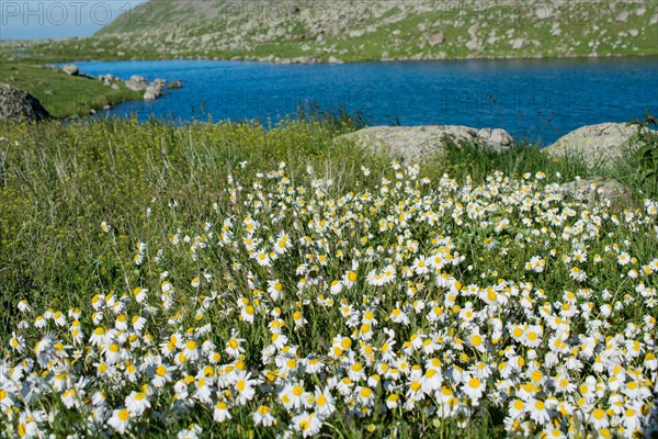 Highland lake in green natural background in Artvin province of Turkey