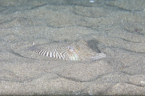 Common cuttlefish