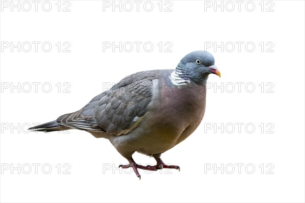 Common wood pigeon