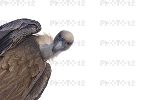 Worm's-eye view on griffon vulture