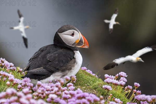 Atlantic puffin