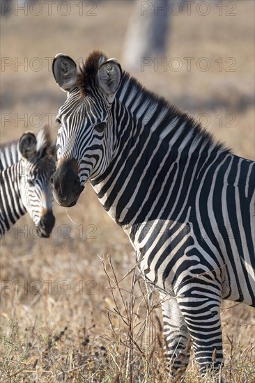 Plains Zebra of the subspecies crawshay's zebra