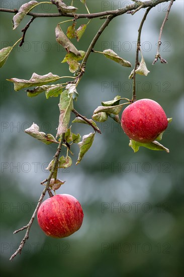 Harvest-ripe red apples