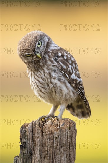 Little Owl