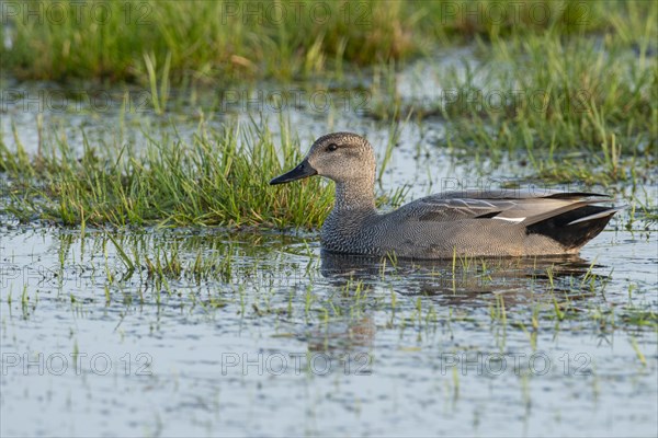 Gadwall