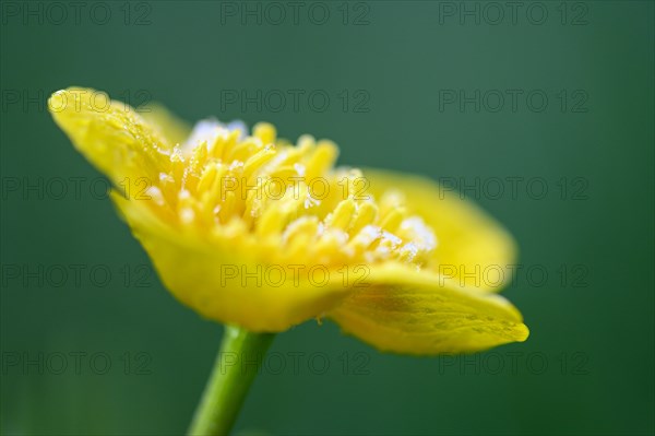 Marsh marigold