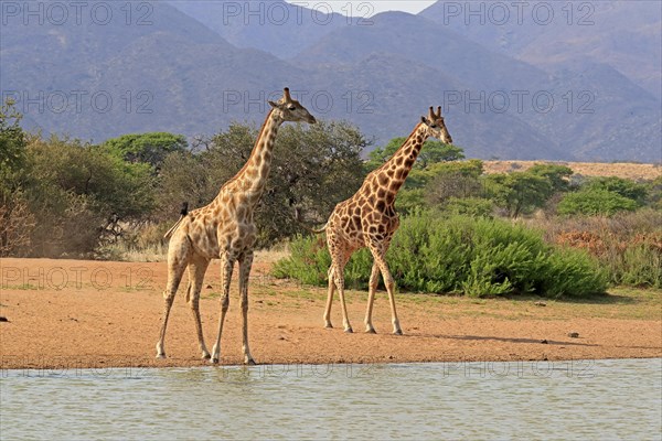 Southern giraffe