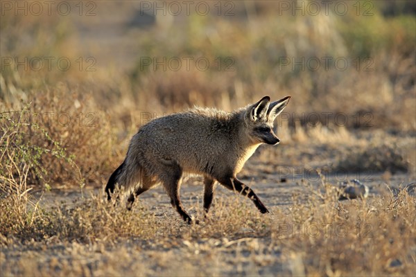 Bat-eared fox