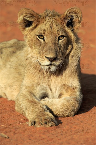 Lion