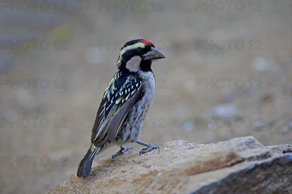 Acacia pied barbet