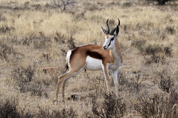 Springbok