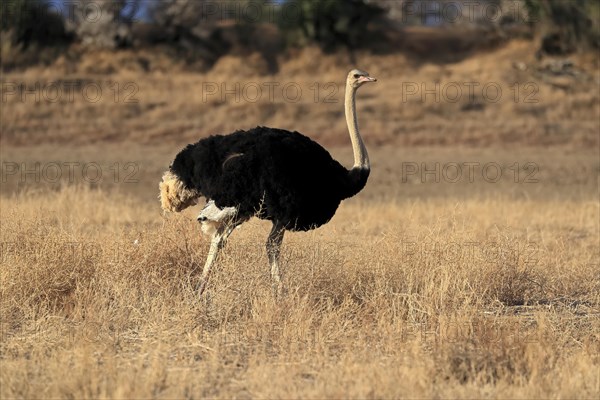 South African ostrich