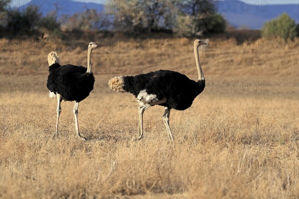 South African ostrich