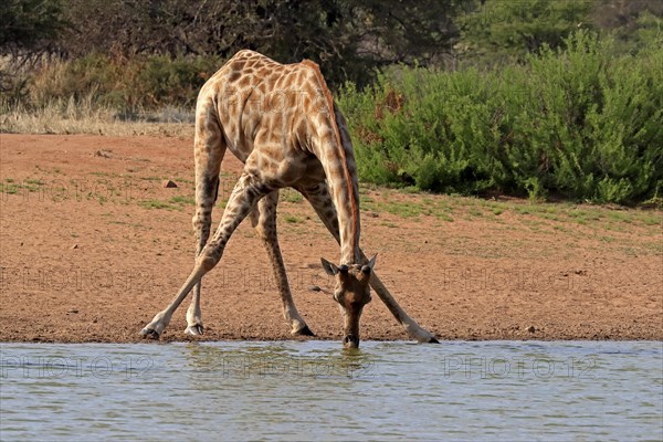 Southern giraffe