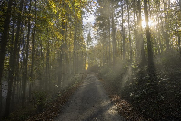 Foggy atmosphere in the forest with forest road