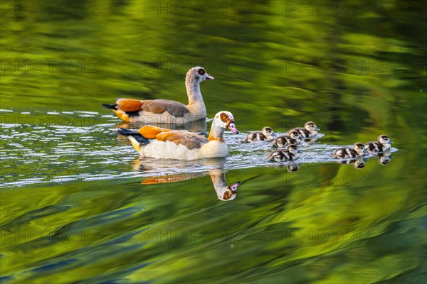 Egyptian geese