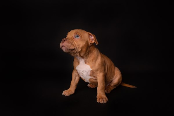 Puppy American Pit Bull Terrier sit on black background in studio