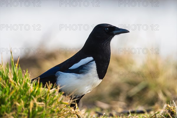 Eurasian Magpie