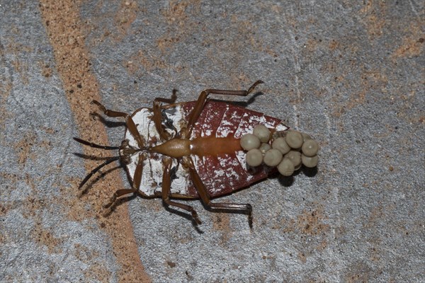 Giant shield bug