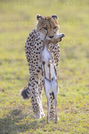 Cheetah