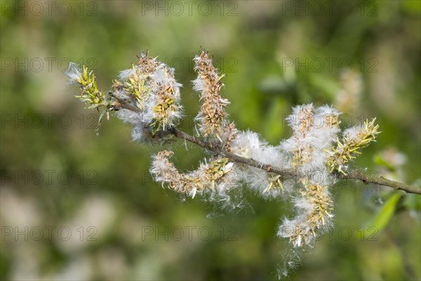 Goat willow