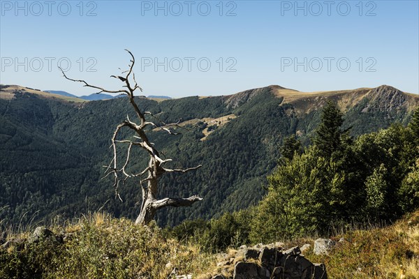 Dead tree