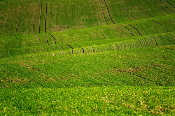 Moravian landscapes of wavy fields with a wealth of colors. Czech republic