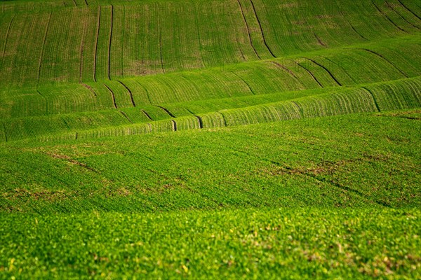 Moravian landscapes of wavy fields with a wealth of colors. Czech republic