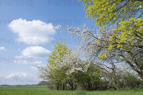 Field copse