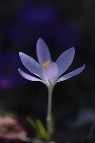 Purple spring crocus