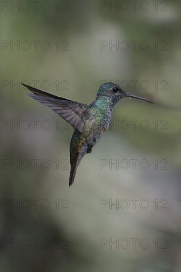 Female White necked Jacobin