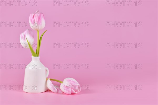 White spring tulip flowers with pink tip in vase on pink background with copy space