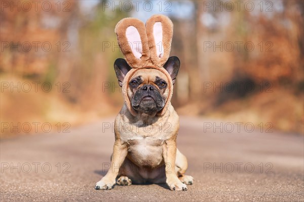 French Bulldog dog dressed up with rabbit ear headband costume