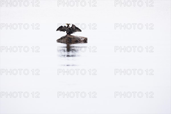 Great cormorant