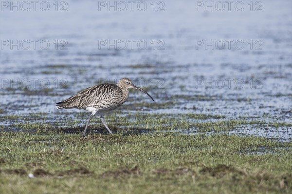 Eurasian curlew