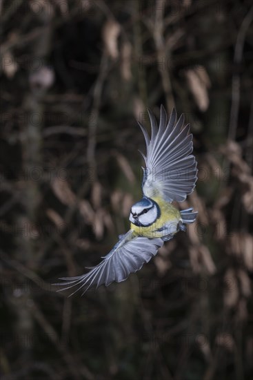 Blue tit