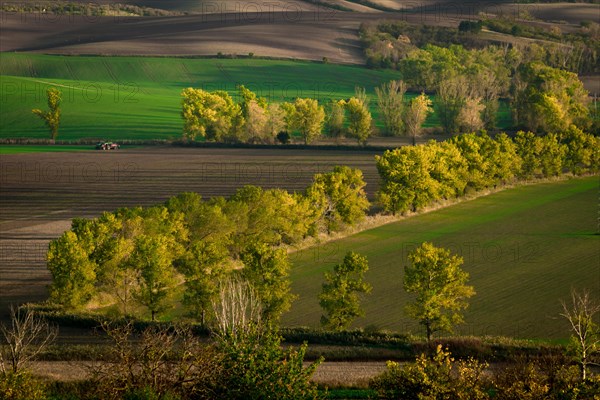 Oak alley of Moravian fields in the golden hour. Czech Republic