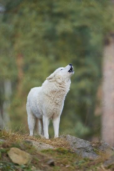 Alaskan tundra wolf