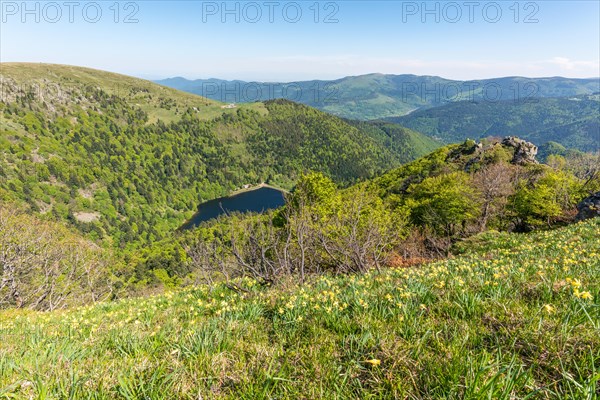 Daffodils on the peaks of the Vosges above the Val Muestair in spring. Alsace