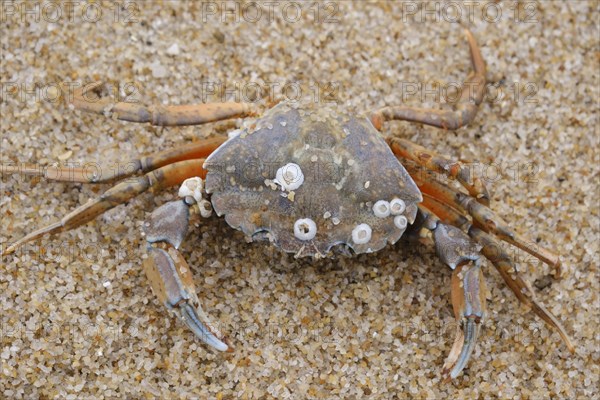 European green crab